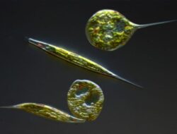 Hewan Bersel Satu Berikut Yang Dapat Digolongkan Ke Dalam Satu Kelas Dengan Euglena Adalah