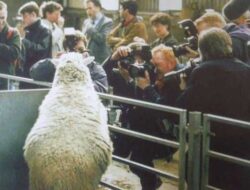 Domba Dolly Adalah Hewan Hasil Bioteknologi Yang Menggunakan Teknik