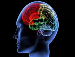 Memahami Cara Kerja Otak 5 Kebutuhan Dasar Manusia